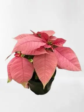 Poinsettia Pink HouseplantExperience.com