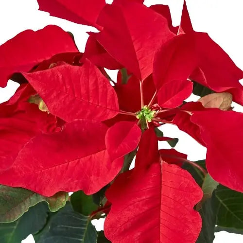 Poinsettia Red HouseplantExperience.com