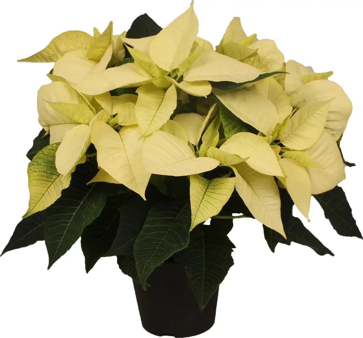 Poinsettia White HouseplantExperience.com