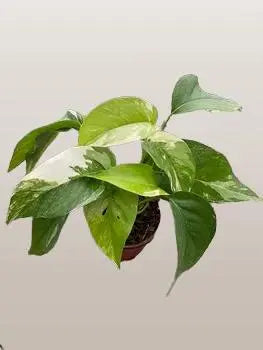 Pothos Albo Variegata  ***RARE*** HouseplantExperience.com