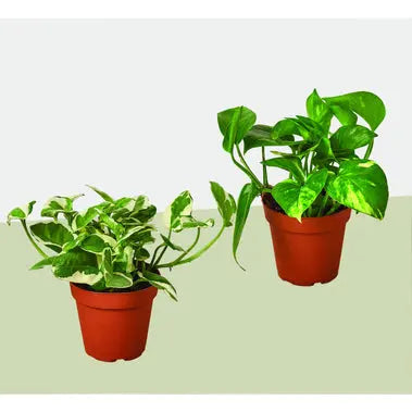 Pothos Combo  (2 or 3 plants) HouseplantExperience.com