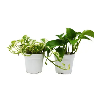 Pothos Combo  (2 or 3 plants) HouseplantExperience.com