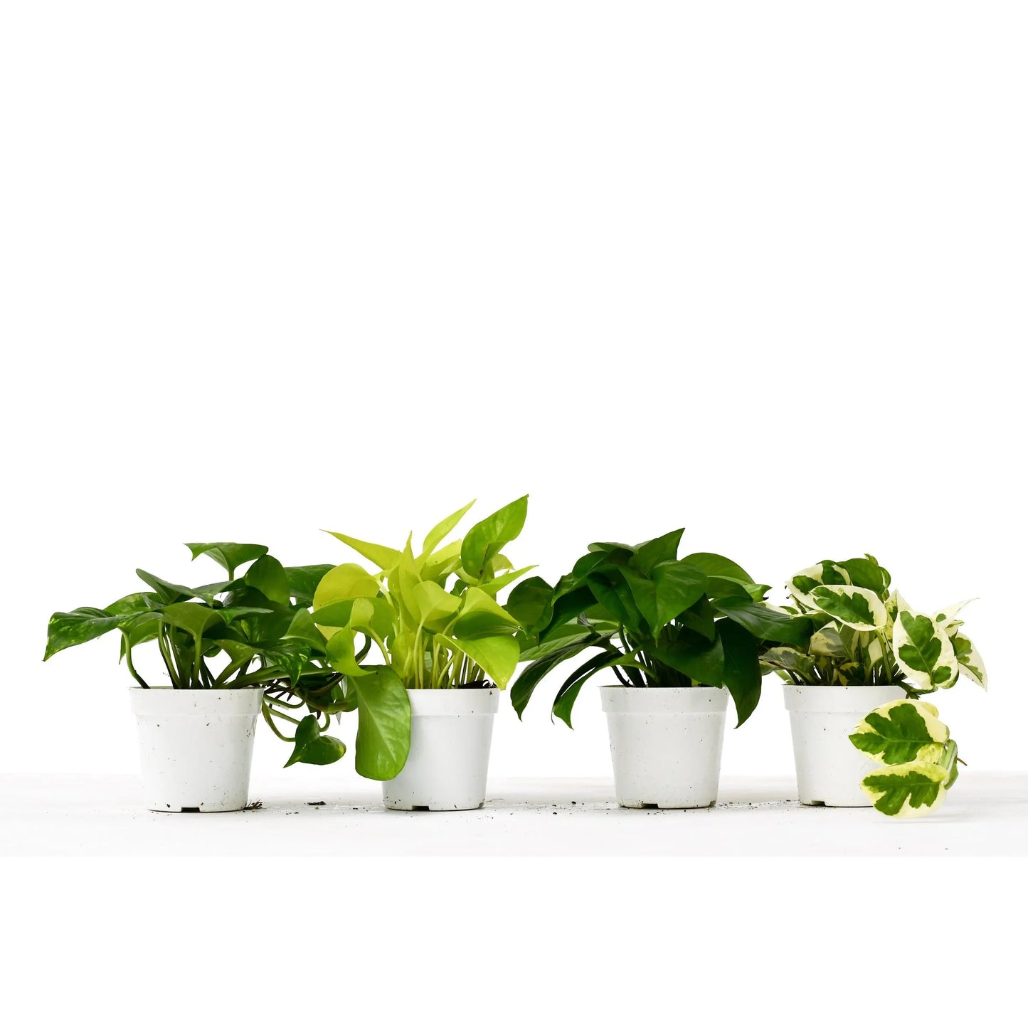 Pothos Combo  (2 or 3 plants) HouseplantExperience.com