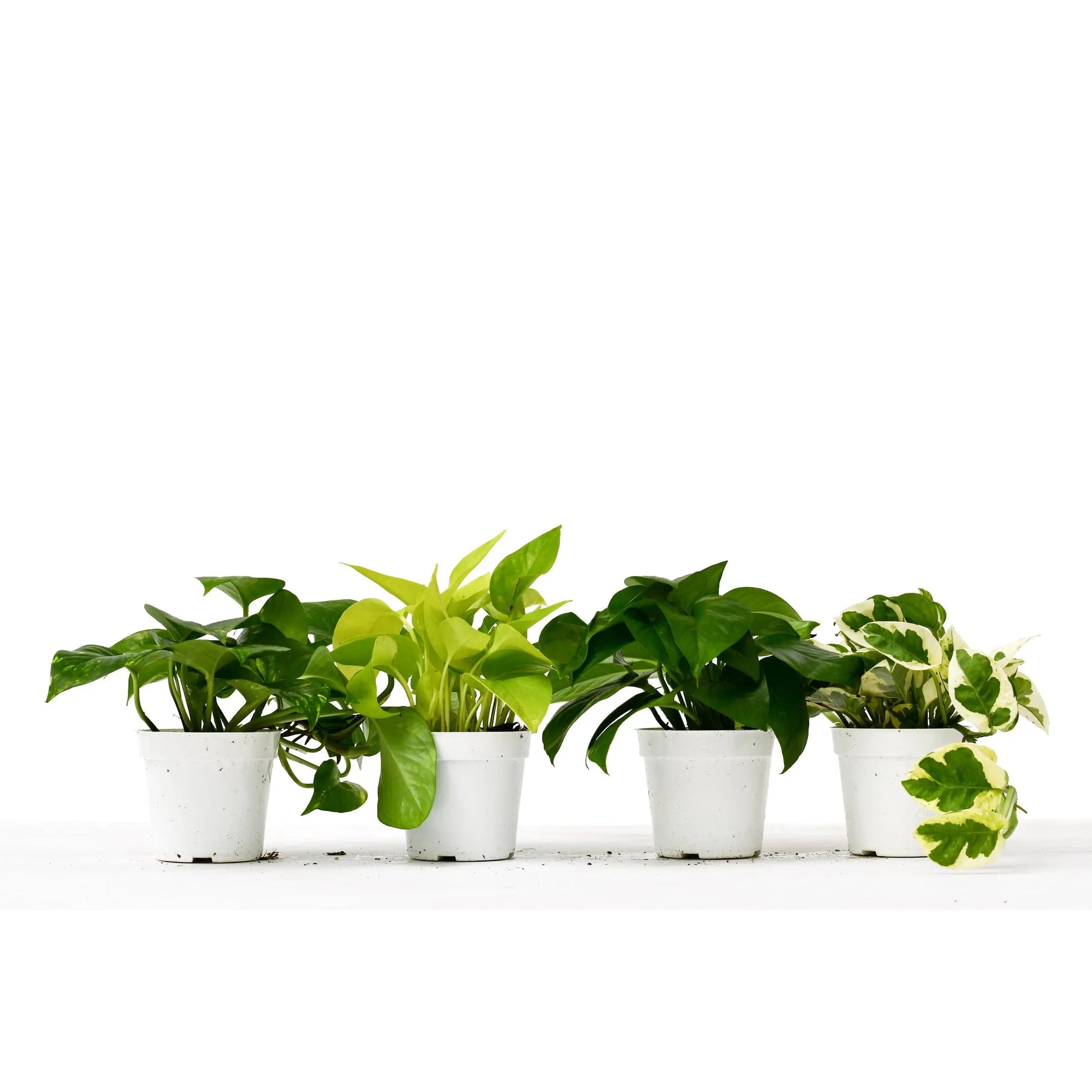 Pothos Combo  (2 or 3 plants) HouseplantExperience.com