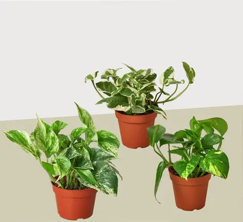 Pothos Combo  (2 or 3 plants) HouseplantExperience.com