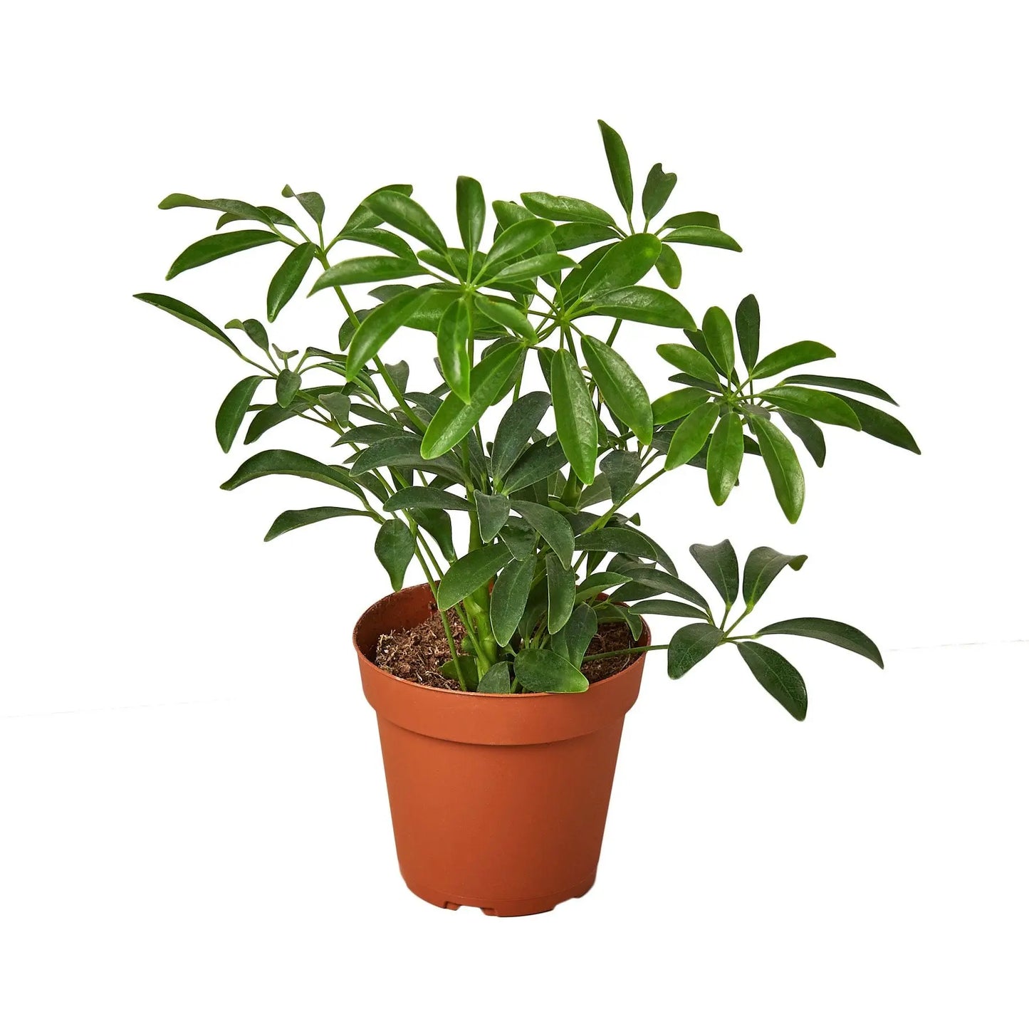 Schefflera Arboricola Umbrella HouseplantExperience.com