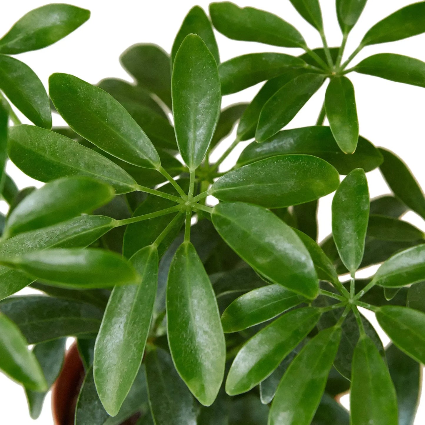 Schefflera Arboricola Umbrella HouseplantExperience.com