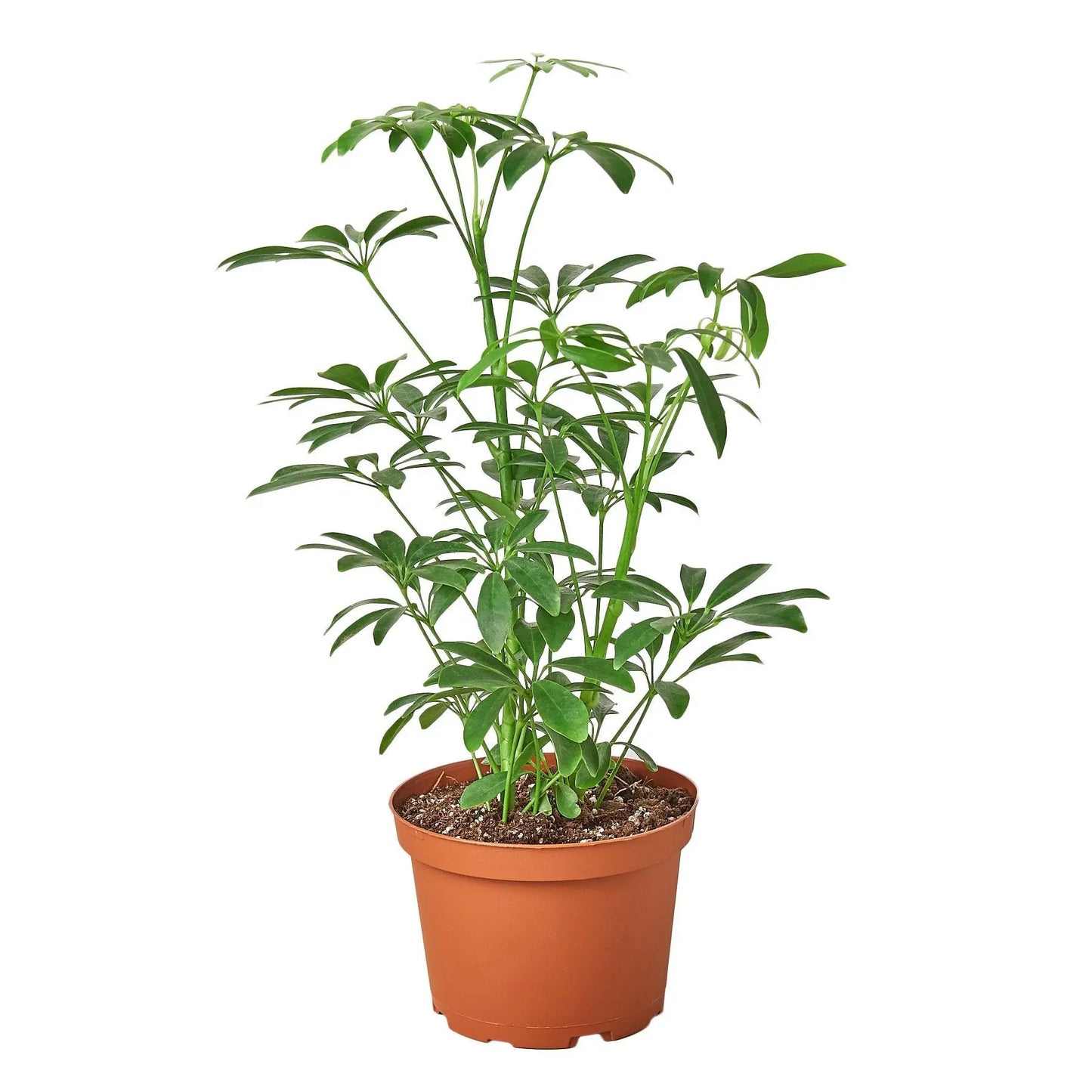 Schefflera Arboricola Umbrella HouseplantExperience.com