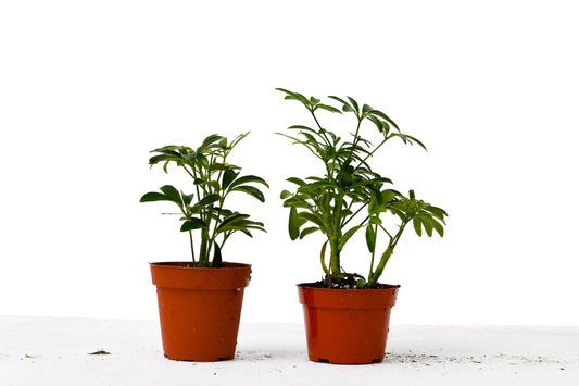 Schefflera Combo  (2-Plants) HouseplantExperience.com