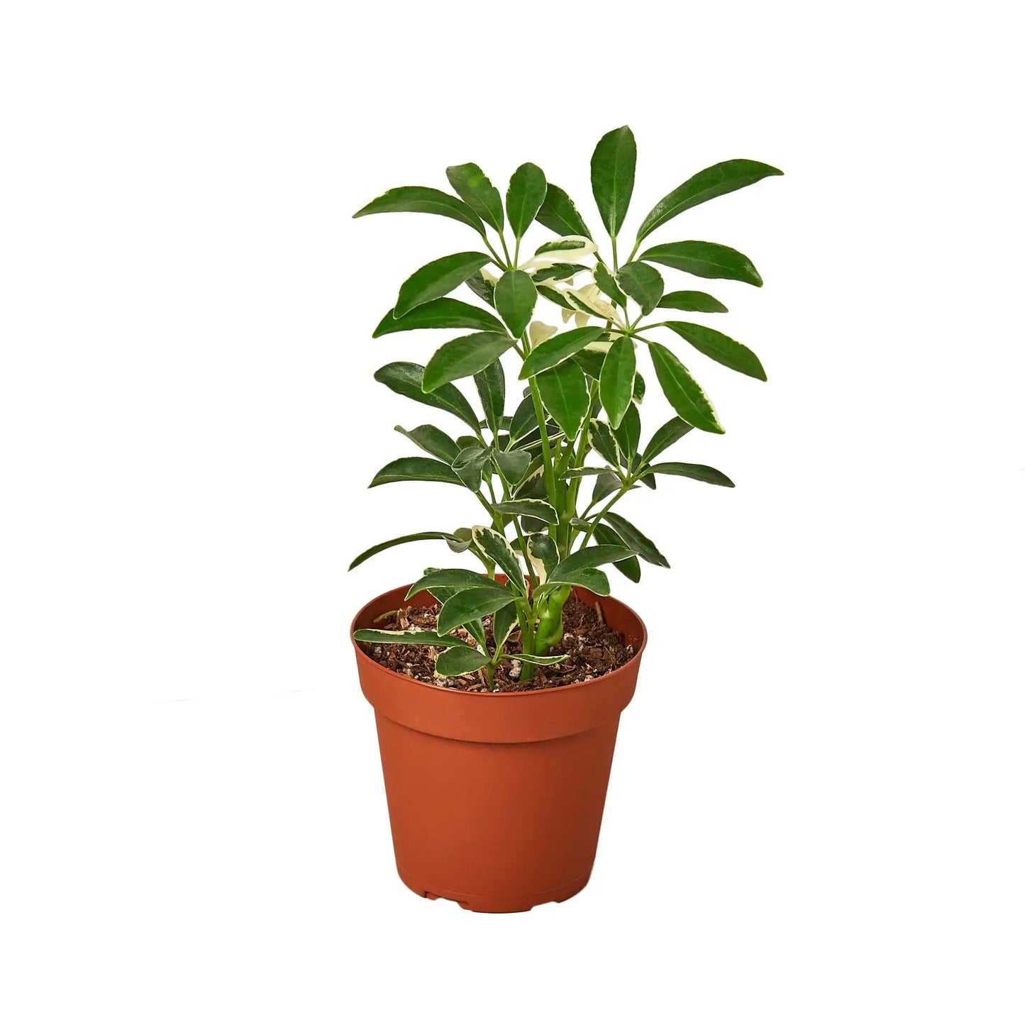 Schefflera Combo  (2-Plants) HouseplantExperience.com