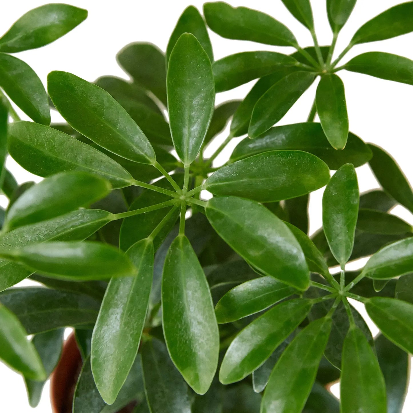 Schefflera Combo  (2-Plants) HouseplantExperience.com