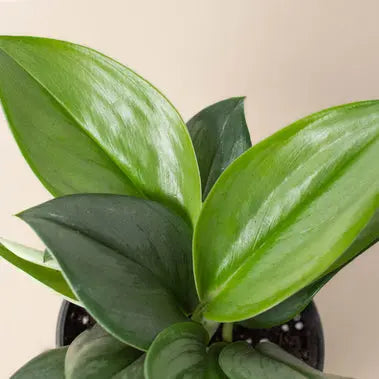 Scindapsus Moonlight HouseplantExperience.com