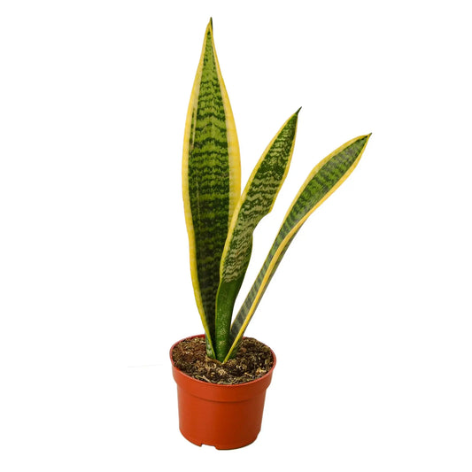 Snake Plant Laurentii HouseplantExperience.com