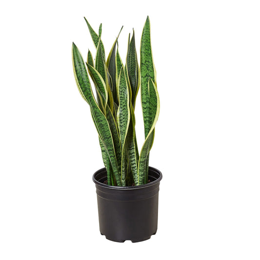Snake Plant Laurentii  (10 inch plant) HouseplantExperience.com