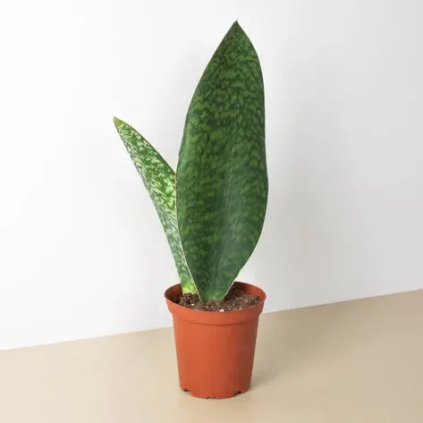 Snake Plant Shark Fin HouseplantExperience.com