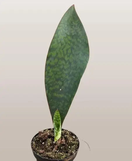 Snake Plant Shark Fin HouseplantExperience.com