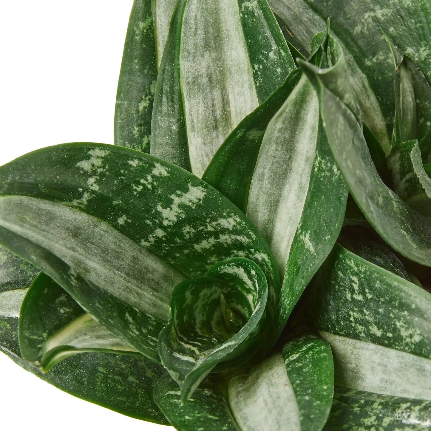 Snake Plant Silver Streak HouseplantExperience.com