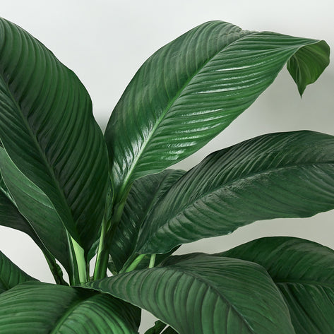 Spathiphyllum Peace Lily (10" Pot) HouseplantExperience.com