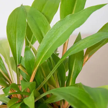 Spider Plant Fire Flash HouseplantExperience.com
