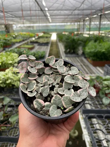String of Hearts Variegated HouseplantExperience.com