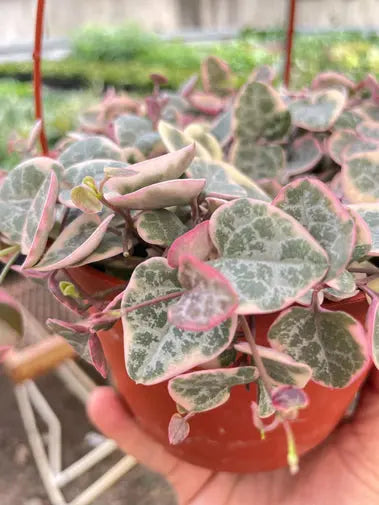 String of Hearts Variegated HouseplantExperience.com