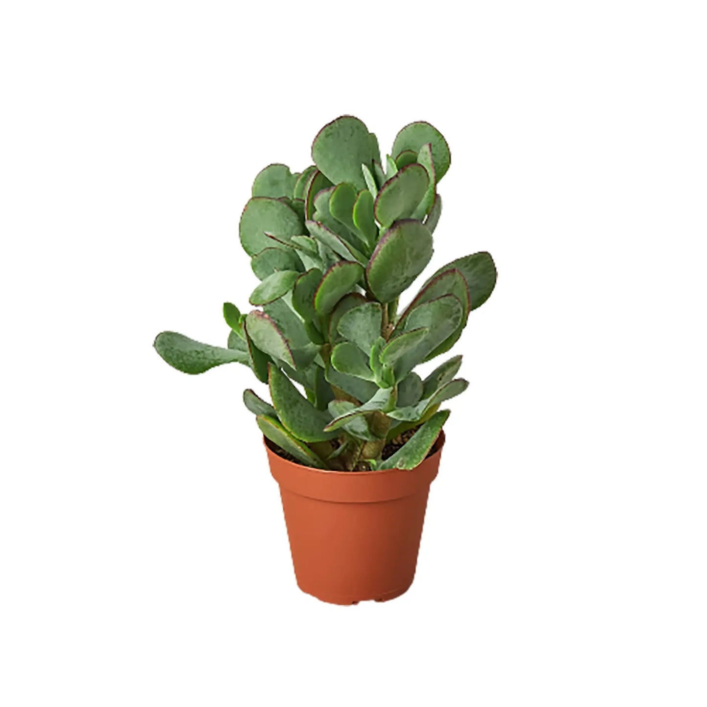 Succulent Crassula Silver Dollar HouseplantExperience.com