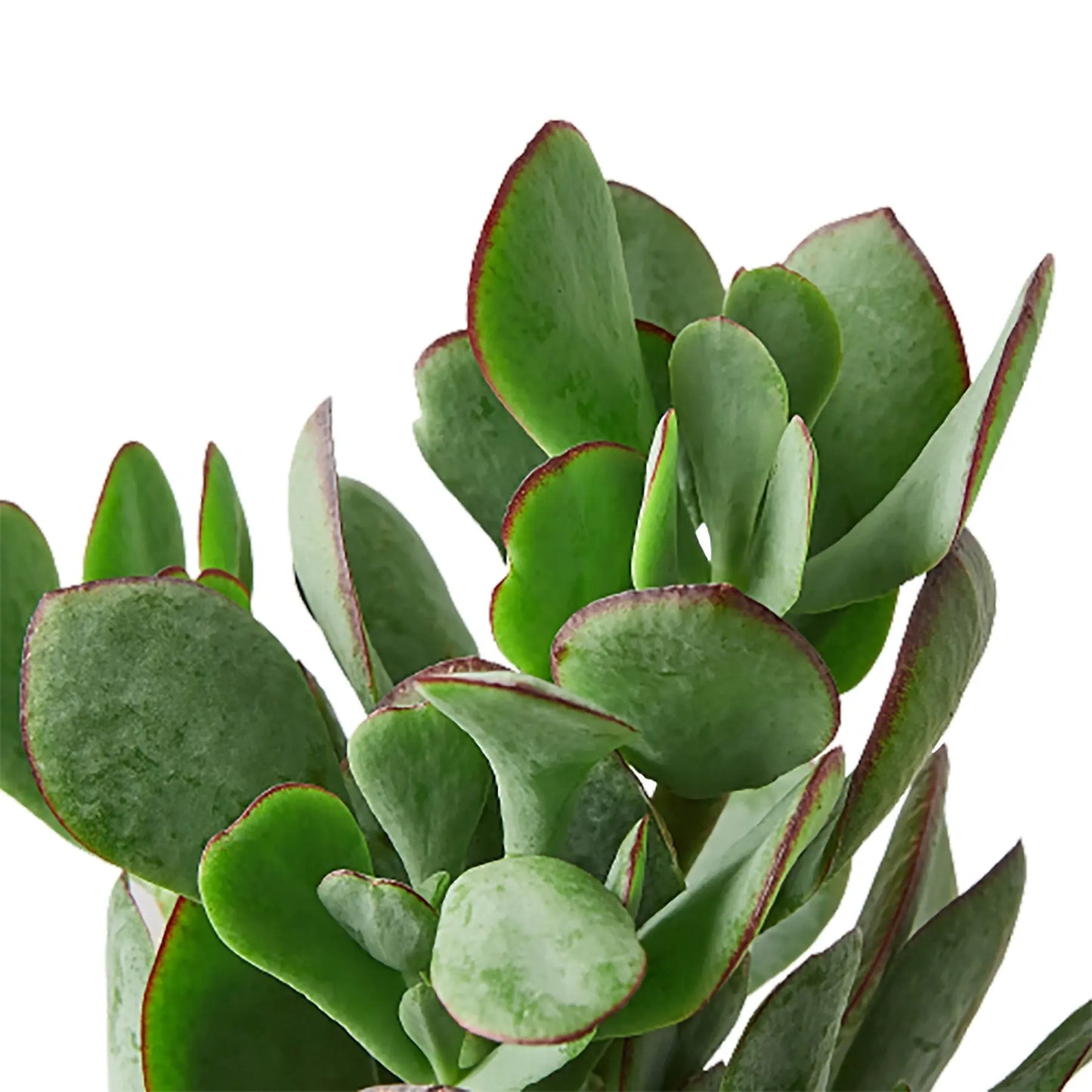 Succulent Crassula Silver Dollar HouseplantExperience.com