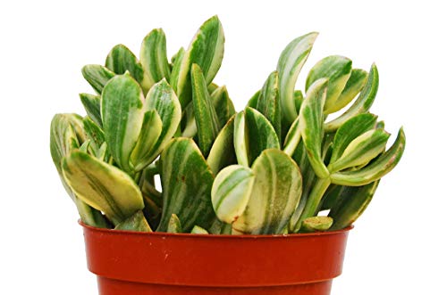 Succulent Crassula Variegated Jade HouseplantExperience.com