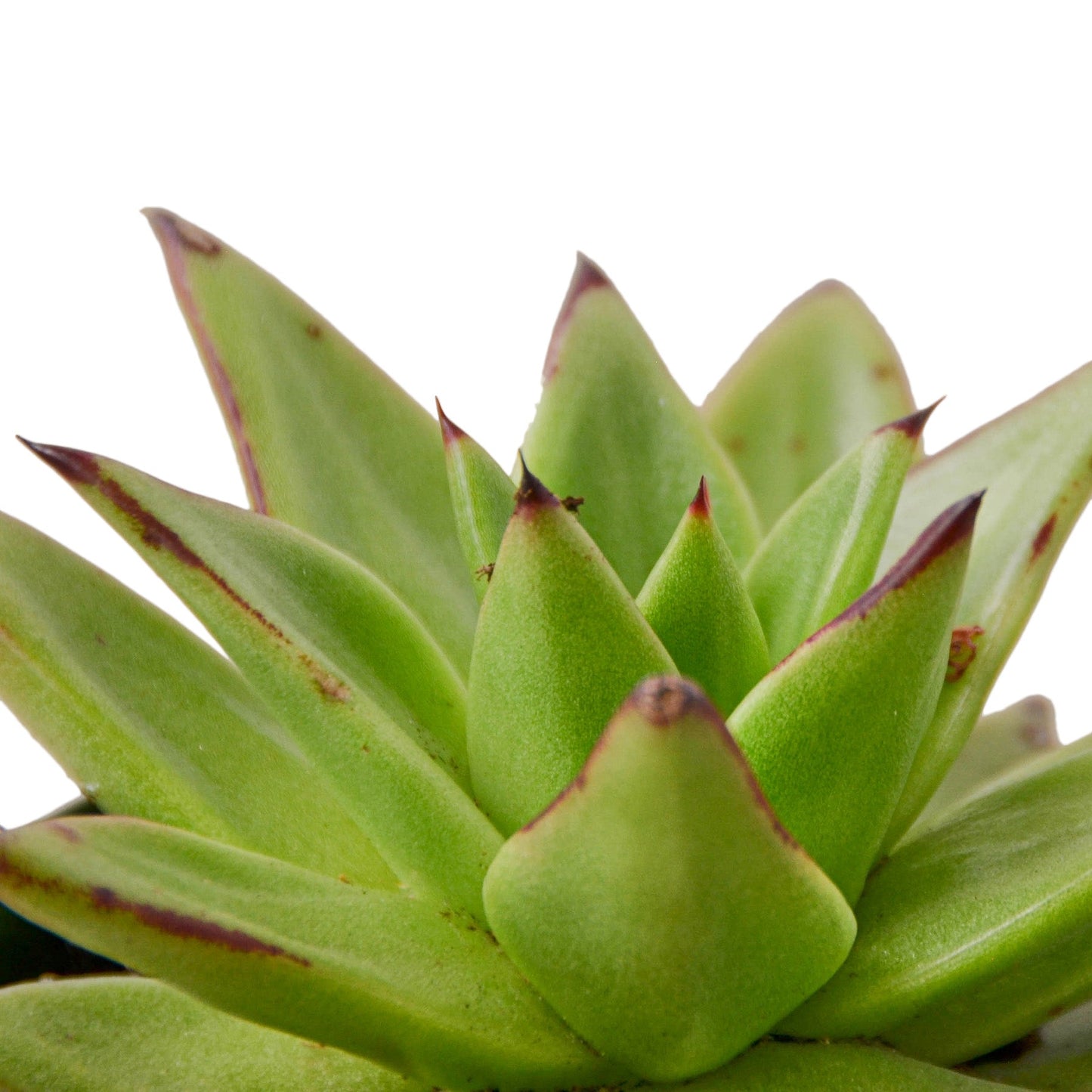 Succulent Echeveria Lipstick HouseplantExperience.com