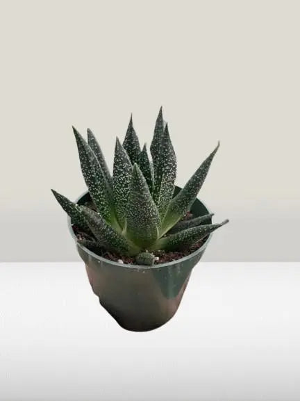 Succulent Gasteria Durban HouseplantExperience.com