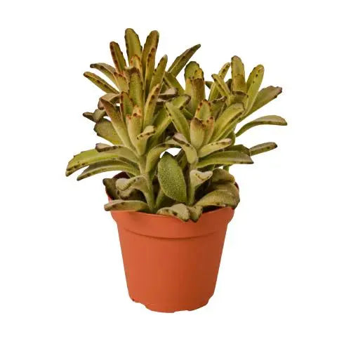 Succulent Kalanchoe Succulent Chocolate soldier HouseplantExperience.com