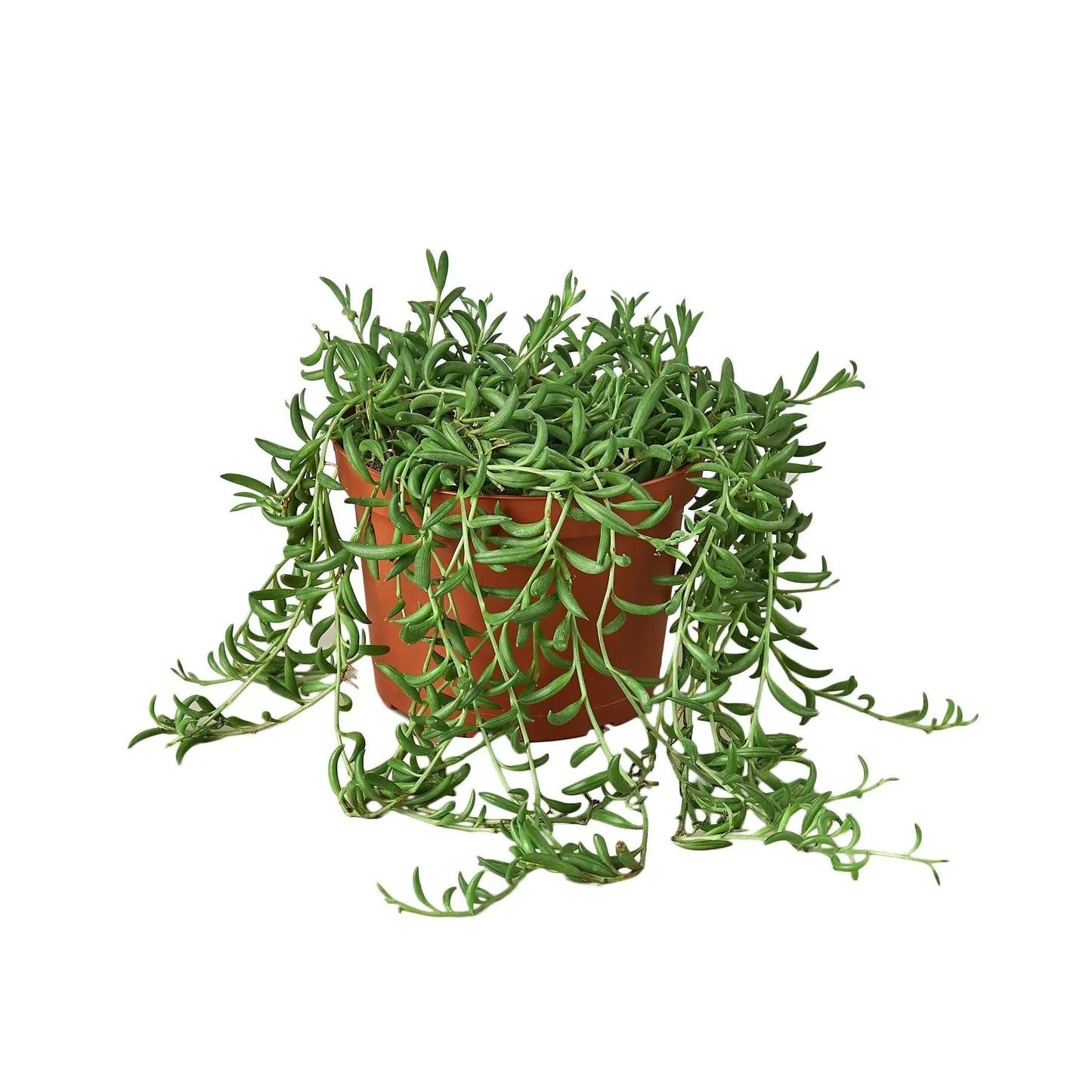 Succulent Senecio String of Bananas HouseplantExperience.com