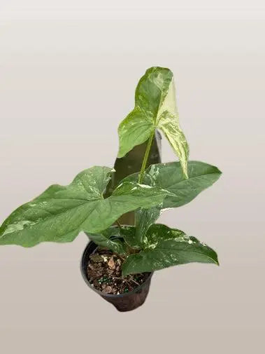 Syngonium Albo Variegata HouseplantExperience.com