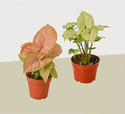 Syngonium Combo  (2 or 3 Plants) HouseplantExperience.com