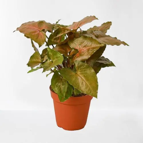 Syngonium Merry HouseplantExperience.com