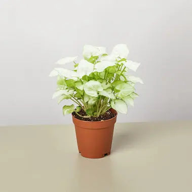 Syngonium Moonshine HouseplantExperience.com