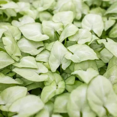 Syngonium Moonshine HouseplantExperience.com