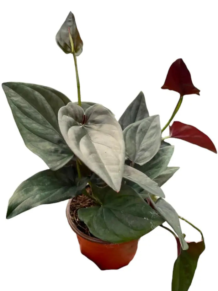 Syngonium Red Arrow HouseplantExperience.com