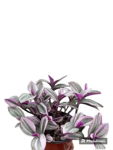 Tradescantia Nanouk HouseplantExperience.com