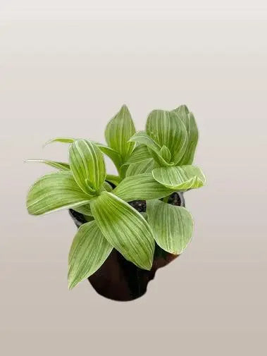 Tradescantia Sanna HouseplantExperience.com