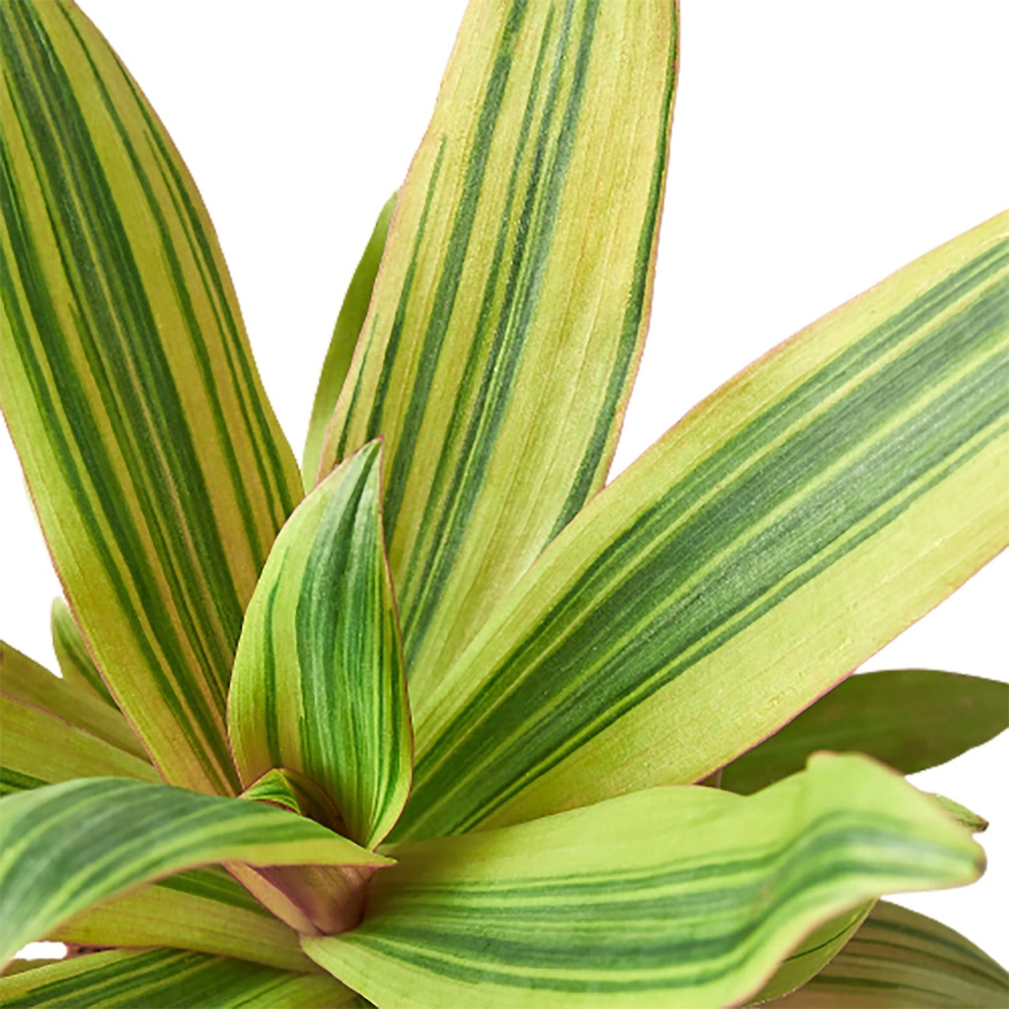 Tradescantia Sitara's Gold HouseplantExperience.com