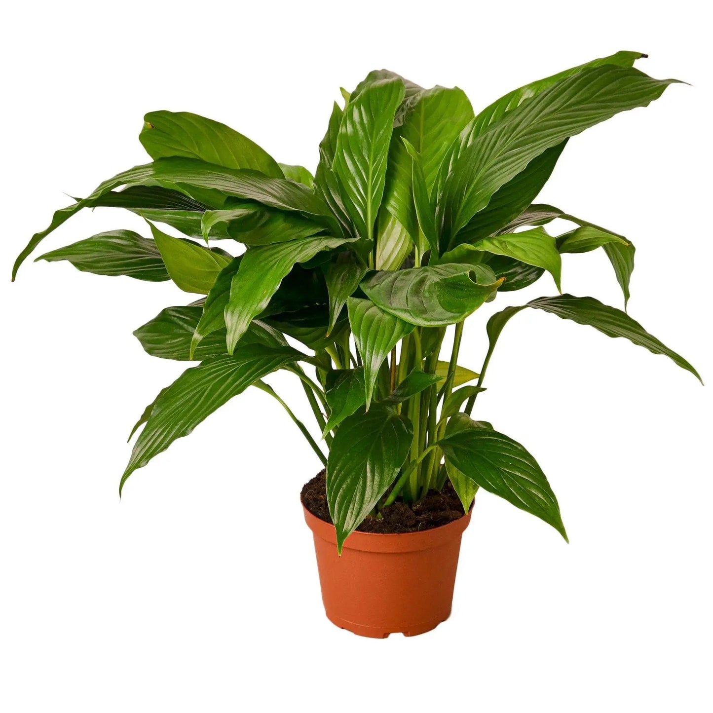Tradescantia Spathiphyllum Peace Lily