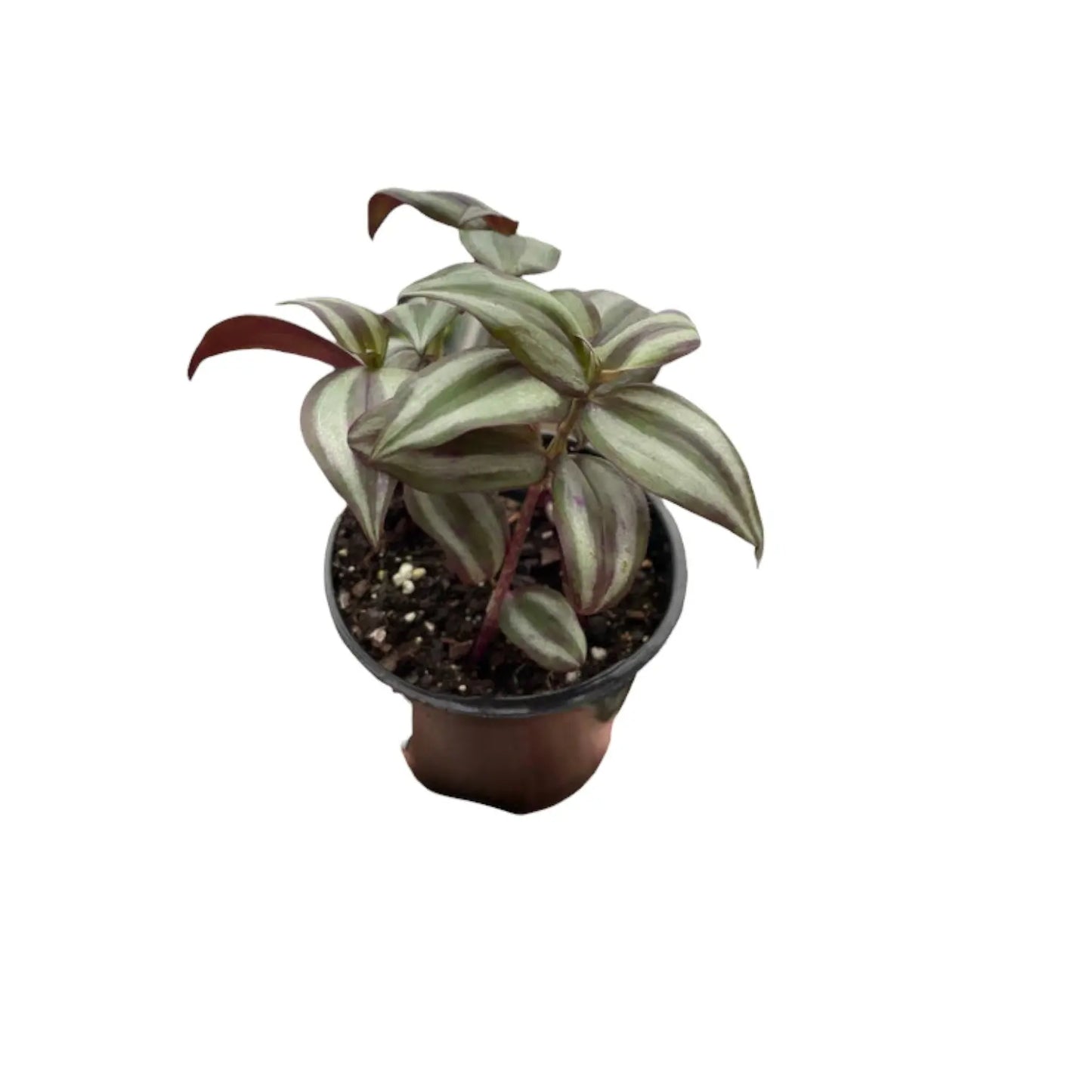 Tradescantia Zebrina Wandering Dude HouseplantExperience.com