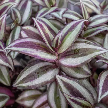 Tradescantia Zebrina Wandering Dude HouseplantExperience.com