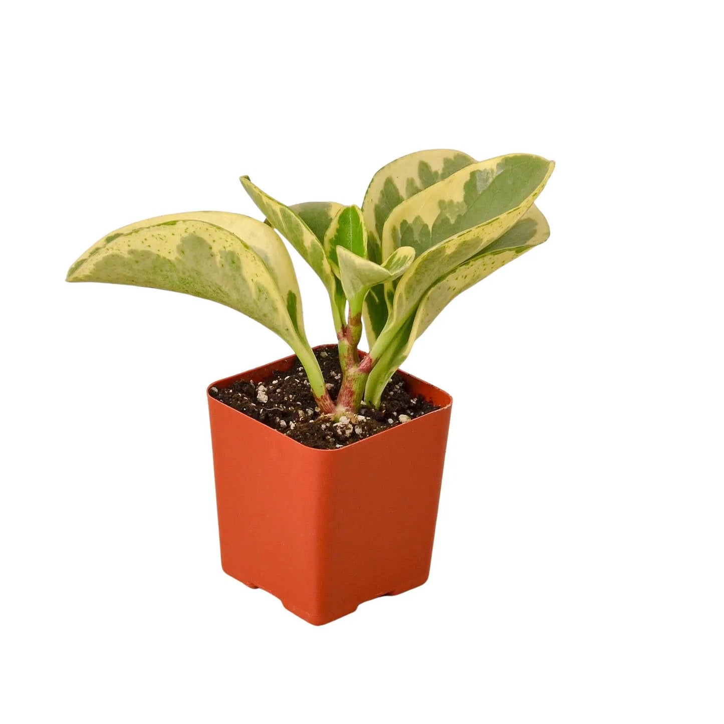 Tropical Plant Combo (4-Plants) HouseplantExperience.com