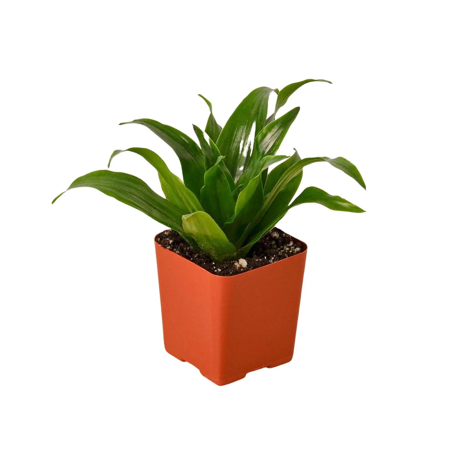 Tropical Plant Combo (4-Plants) HouseplantExperience.com