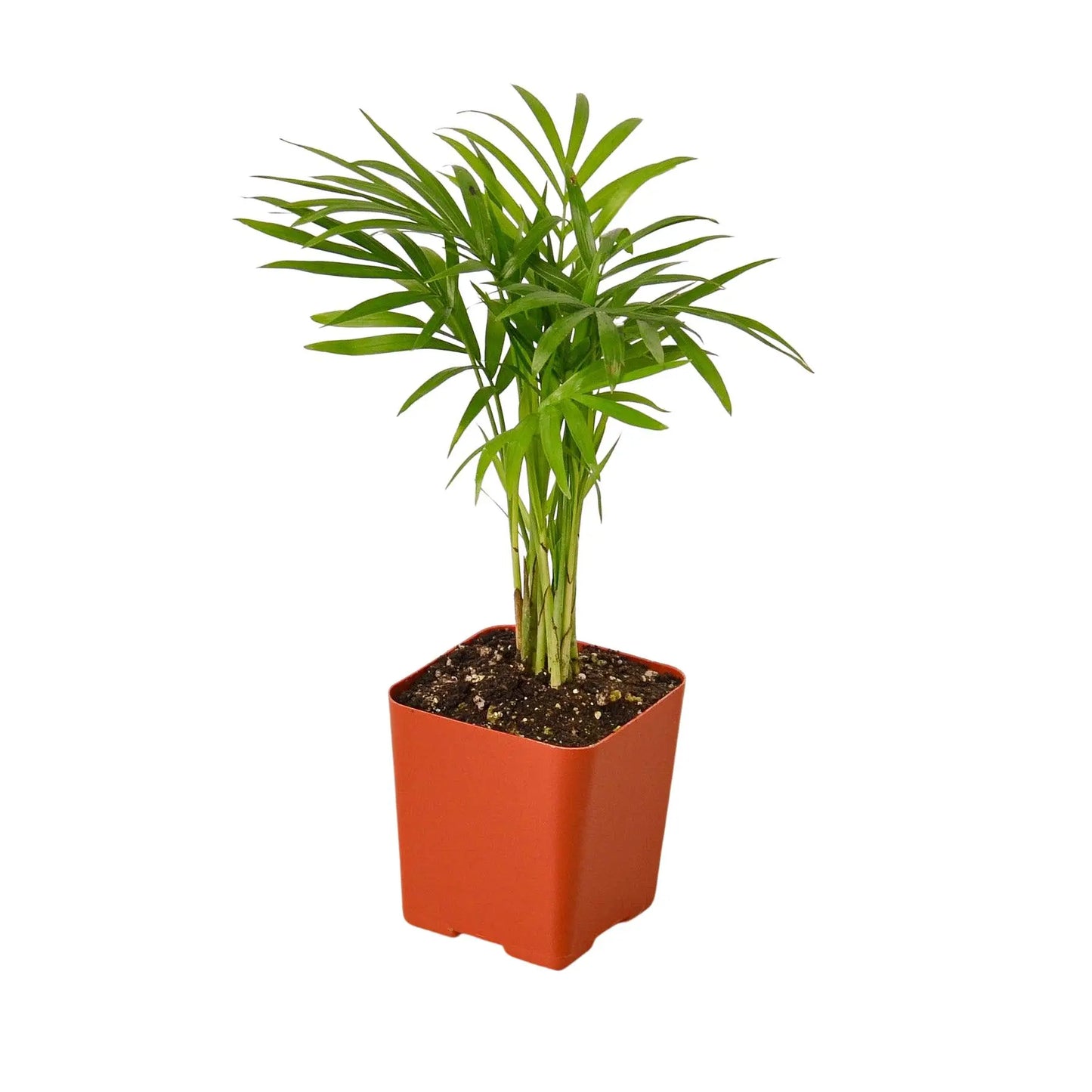 Tropical Plant Combo (4-Plants) HouseplantExperience.com