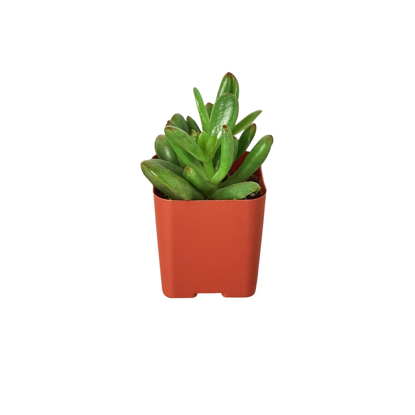 Tropical Plant Combo (4-Plants) HouseplantExperience.com