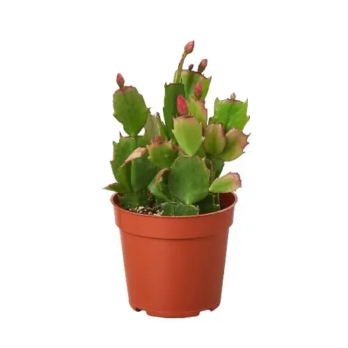Zygocactus Christmas Cactus HouseplantExperience.com