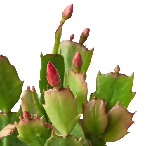 Zygocactus Christmas Cactus HouseplantExperience.com